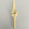 Knee with Four Stretch Cord Ligaments, Half Length
