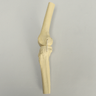Knee with Four Stretch Cord Ligaments, Half Length