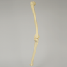Knee with Four Stretch Tube Ligaments, Full Length, Right