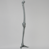 Knee with Foot, Radiopaque, Full Length