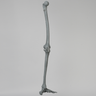 Knee with Foot, Radiopaque, Full Length