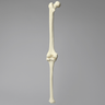 Knee with Three Stretch Cord Ligaments, Solid Foam, Full Length