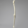 Knee with Three Stretch Cord Ligaments, Solid Foam, Full Length