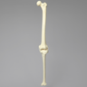 Knee with Three Stretch Cord Ligaments, Solid Foam, Full Length