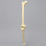 Knee with Fibula and Three Stretch Ligaments, Full Length