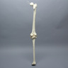 Knee for Hip Assembly #1301-165-1, Full Length, Right
