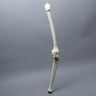 Knee for Hip Assembly #1301-165-1, Full Length, Right