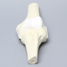 Knee Joint with Articular Cartilage