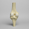 Knee Joint with Articular Cartilage