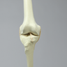Knee with Four Stretch Tube Ligaments, Solid Foam, Full Length