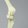 Knee with Four Stretch Tube Ligaments, Solid Foam, Full Length