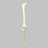 Knee with Four Stretch Tube Ligaments, Solid Foam, Full Length