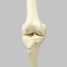Knee with Four Stretch Tube Ligaments, Solid Foam, Full Length