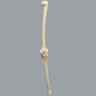Knee with Stretch Tube Ligaments, Large, Left