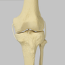 Knee with Fibula and Four Non-Stretch Ligaments, Full Length