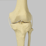 Knee with Fibula and Four Non-Stretch Ligaments, Full Length