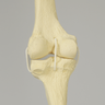 Knee with Three Non-Stretch Ligaments, Full Length, Large