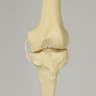Knee with Three Non-Stretch Ligaments, Full Length, Large