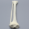Tibia and Fibula, Left, Large Tibia and Fibula, Left, Large