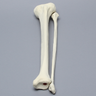 Tibia and Fibula, Left, Large Tibia and Fibula, Left, Large