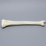 Tibia and Fibula, Left, Large Tibia and Fibula, Left, Large