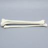 Tibia and Fibula, Right, Large Tibia and Fibula, Right, Large