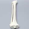 Tibia and Fibula, Foam Cortical, Left