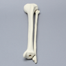 Tibia and Fibula, Solid Foam, Medium