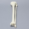 Tibia and Fibula, Solid Foam, Medium