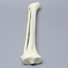 Tibia and Fibula, Solid Foam, Medium
