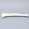 Tibia and Fibula, Solid Foam, Medium