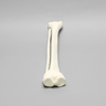 Tibia and Fibula, Solid Foam, Large