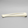 Tibia and Fibula, Solid Foam, Large