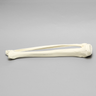 Tibia and Fibula, Solid Foam, Large