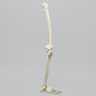 Full Leg with Foam Cortical Shell Femur and Tibia