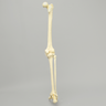 Full Leg with Foam Cortical Shell Femur and Tibia