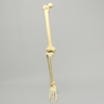 Full Leg with Foam Cortical Shell Femur and Tibia