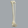Foot and Ankle with Rocker-Foot Syndrome