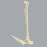 Foot and Ankle with Rocker-Foot Syndrome