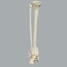 Foot and Ankle with Rocker-Foot Syndrome