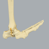 Foot and Ankle with Rocker-Foot Syndrome