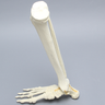 Foot and Ankle, Foam Cortical, Right