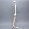 Full Leg with Three Stretch Tube Knee Ligaments