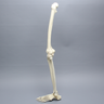 Full Leg with Three Stretch Tube Knee Ligaments