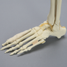 Foot and Ankle with Fractures and Articulation at IP Joint