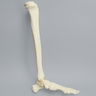 Foot and Ankle, Foam Cortical, Left