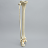 Foot and Ankle, Foam Cortical, Left