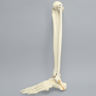 Foot and Ankle, Foam Cortical, Left