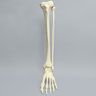 Foot and Ankle, Foam Cortical, Left