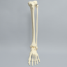 Foot and Ankle, Foam Cortical, Left